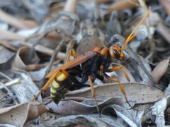 Cryptocheilus annulatus