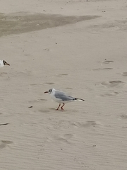 Chroicocephalus ridibundus