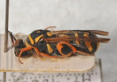 Leucospis gigas