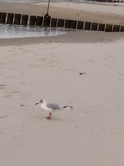 Chroicocephalus ridibundus