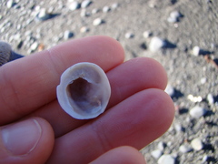 Sigapatella novaezelandiae