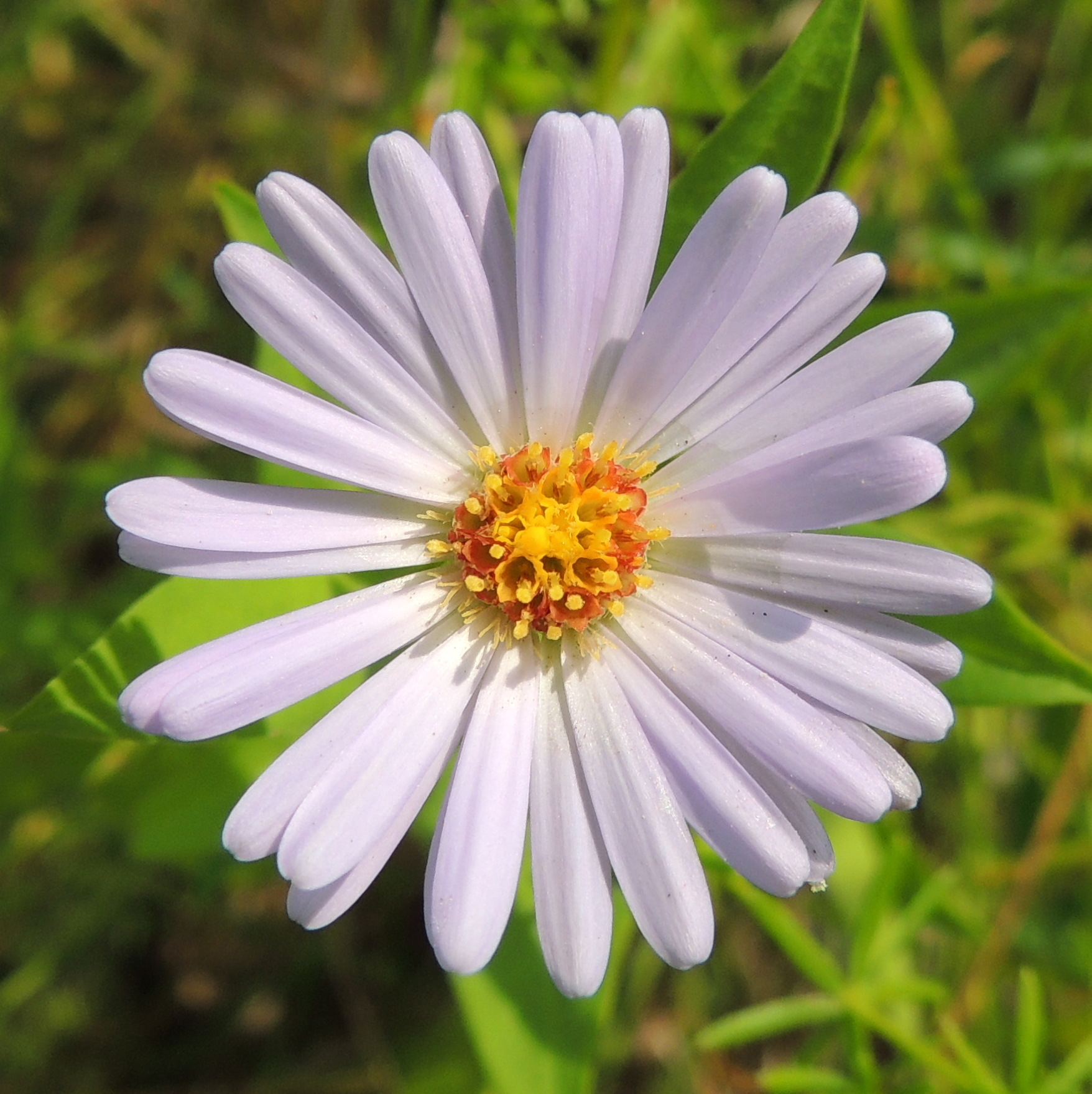 Symphyotrichum X salignum