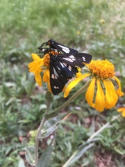 Gnophaela discreta