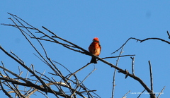 Pyrocephalus rubinus