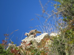 Alectoris chukar cypriotes