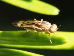 Opomyza germinationis