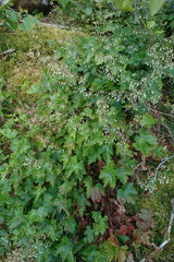 Heuchera glabra