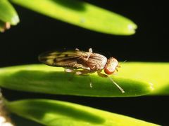 Opomyza germinationis
