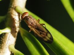 Opomyza germinationis