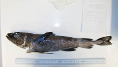 Arctic Cod photo 2