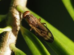 Opomyza germinationis