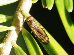 Opomyza germinationis