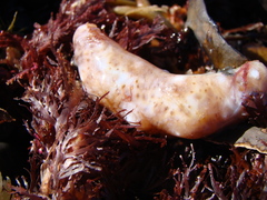 Australostichopus mollis