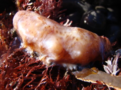 Australostichopus mollis