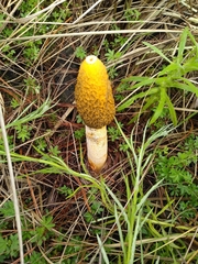 Phallus aurantiacus