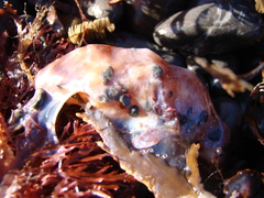 Australostichopus mollis