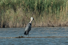 Ardea cinerea