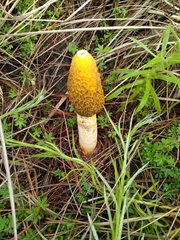 Phallus aurantiacus