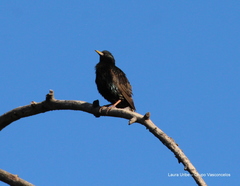 Sturnus vulgaris