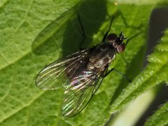 Limnophora maculosa