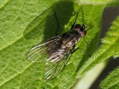 Limnophora maculosa