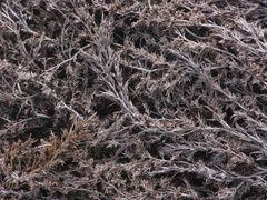 Odonthalia floccosa