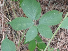 Rubus castellarnaui