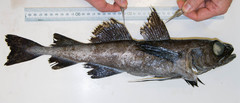 Arctic Cod photo 3