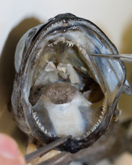 Arctic Cod photo 5