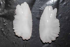 Arctic Cod photo 4