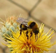 Bombus ruderatus