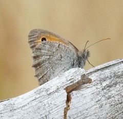 Hyponephele lycaon