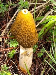 Phallus aurantiacus