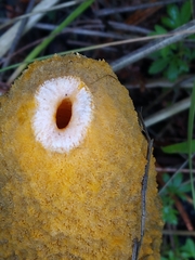 Phallus aurantiacus