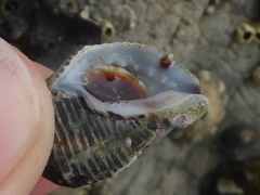 Acanthinucella