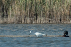 Egretta garzetta