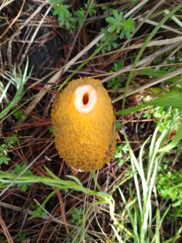 Golden Stinkhorn