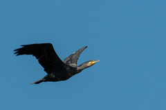Phalacrocorax carbo