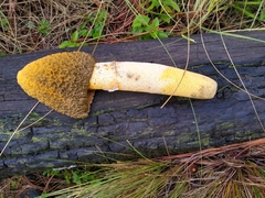 Phallus aurantiacus