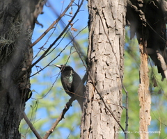 Sturnus vulgaris