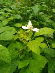 Rubus caesius