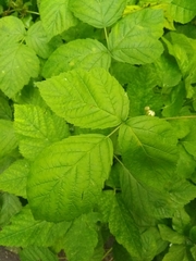 Rubus caesius