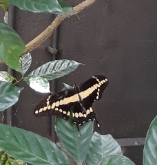 Heraclides homothoas