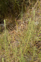 Liatris glandulosa