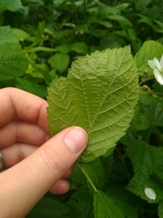 Rubus caesius