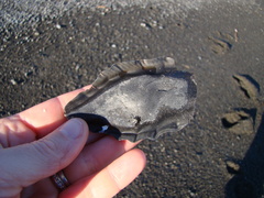 Callorhinchus milii