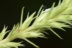 Liatris glandulosa