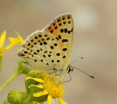 Lycaena bleusei