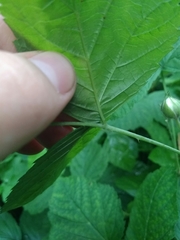 Rubus caesius