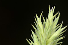 Liatris glandulosa